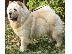 PoulaTo: Chow chow BEIGE καθαρόαιμα επιλογής